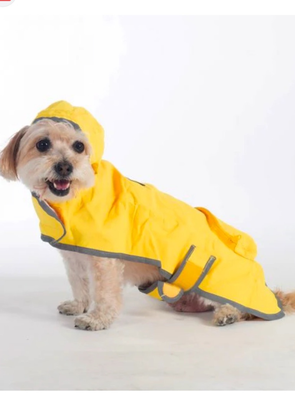 DOGGIDUDS Yellow Hooded Belted Rain Coat Slicker Navy Trim Dog XS / S 10